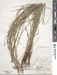 Carex brunnea image