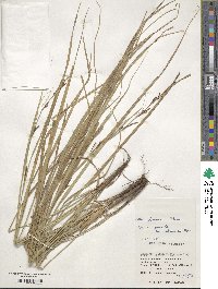 Carex brunnea image