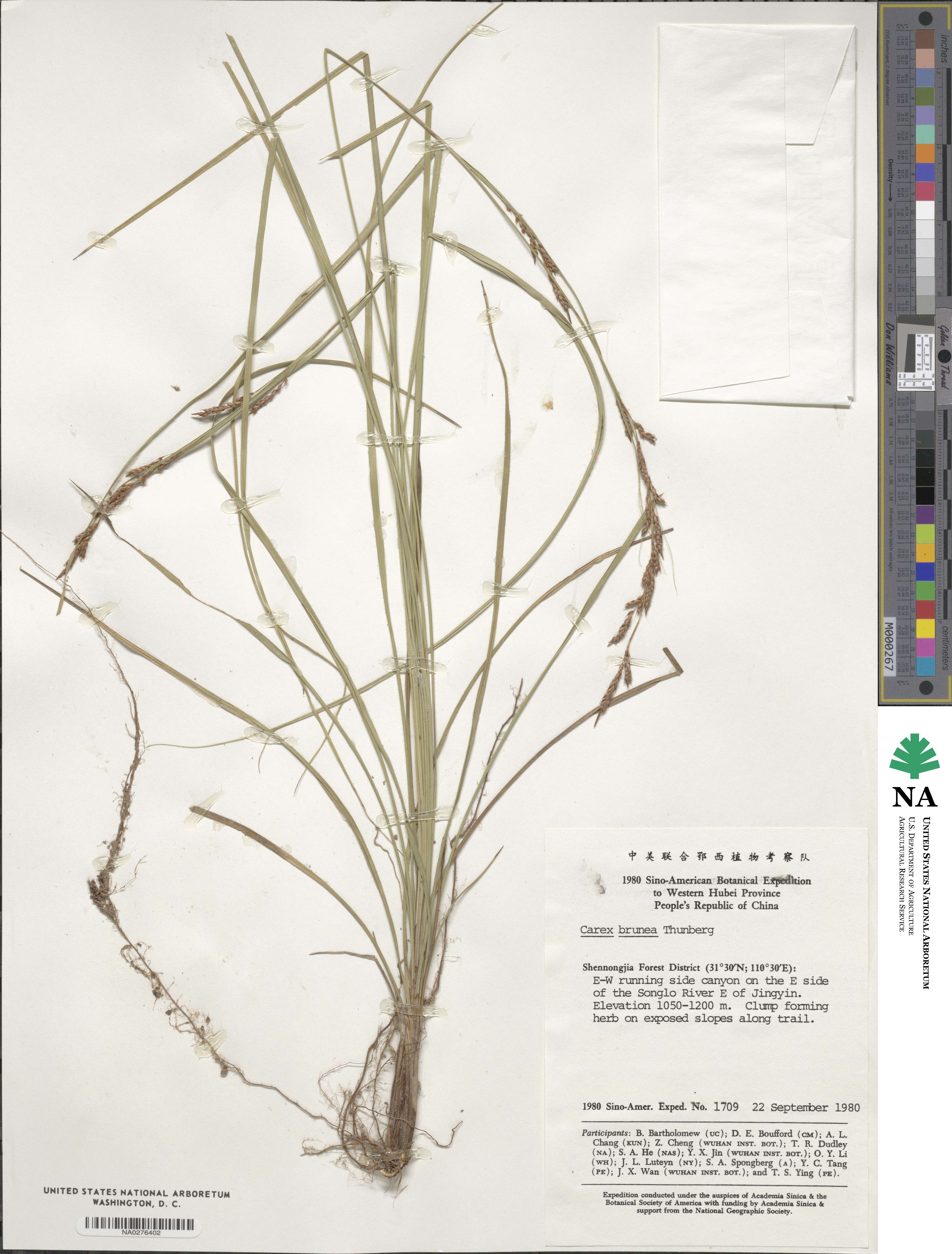 Carex brunnea image
