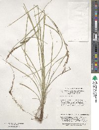 Carex brunnea image