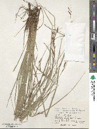 Carex brunnea image