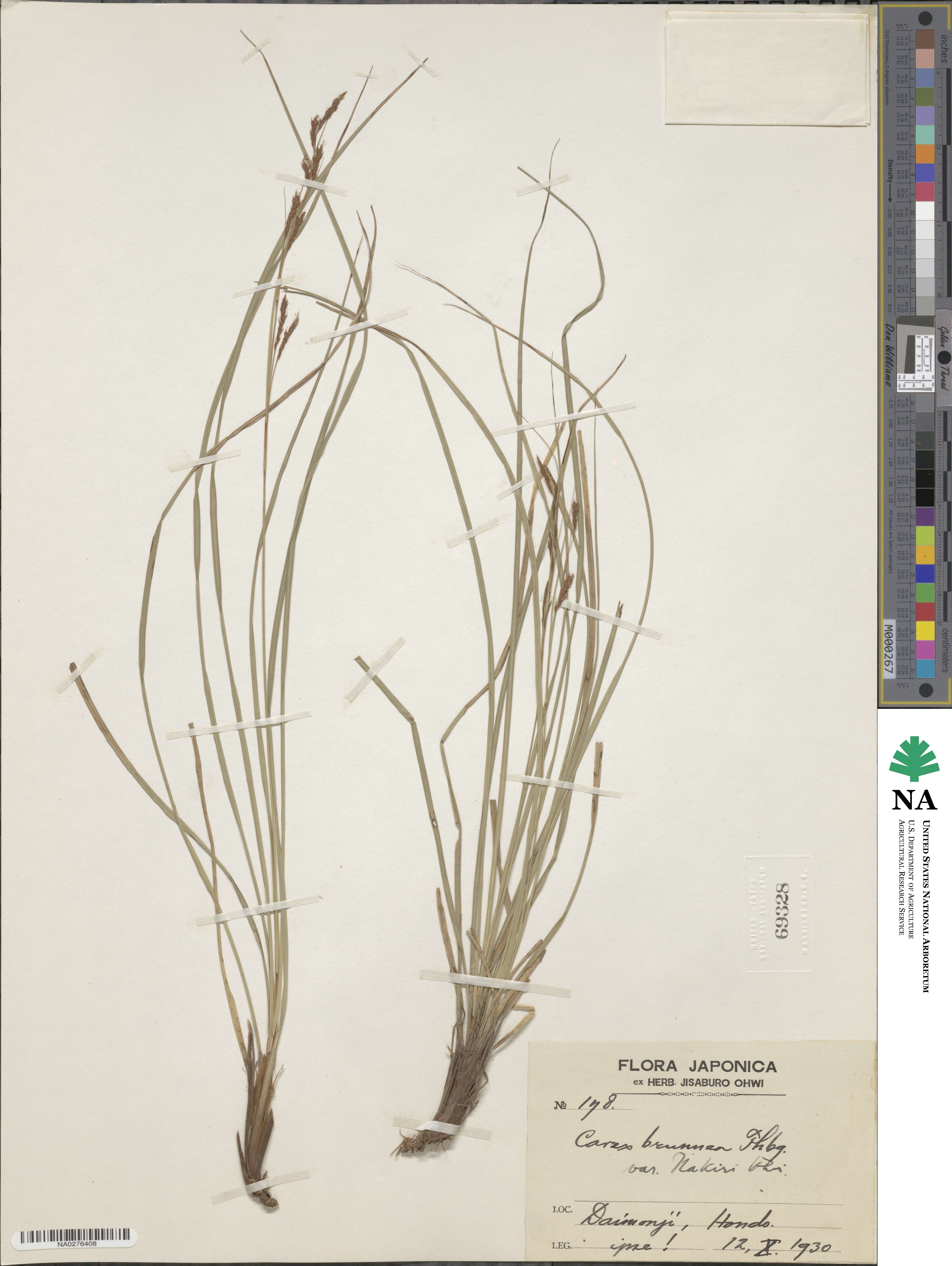 Carex brunnea subsp. brunnea image