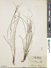 Carex brunnea image