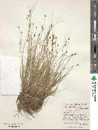 Carex capillacea var. sachalinensis image