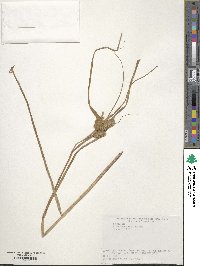 Carex capricornis image