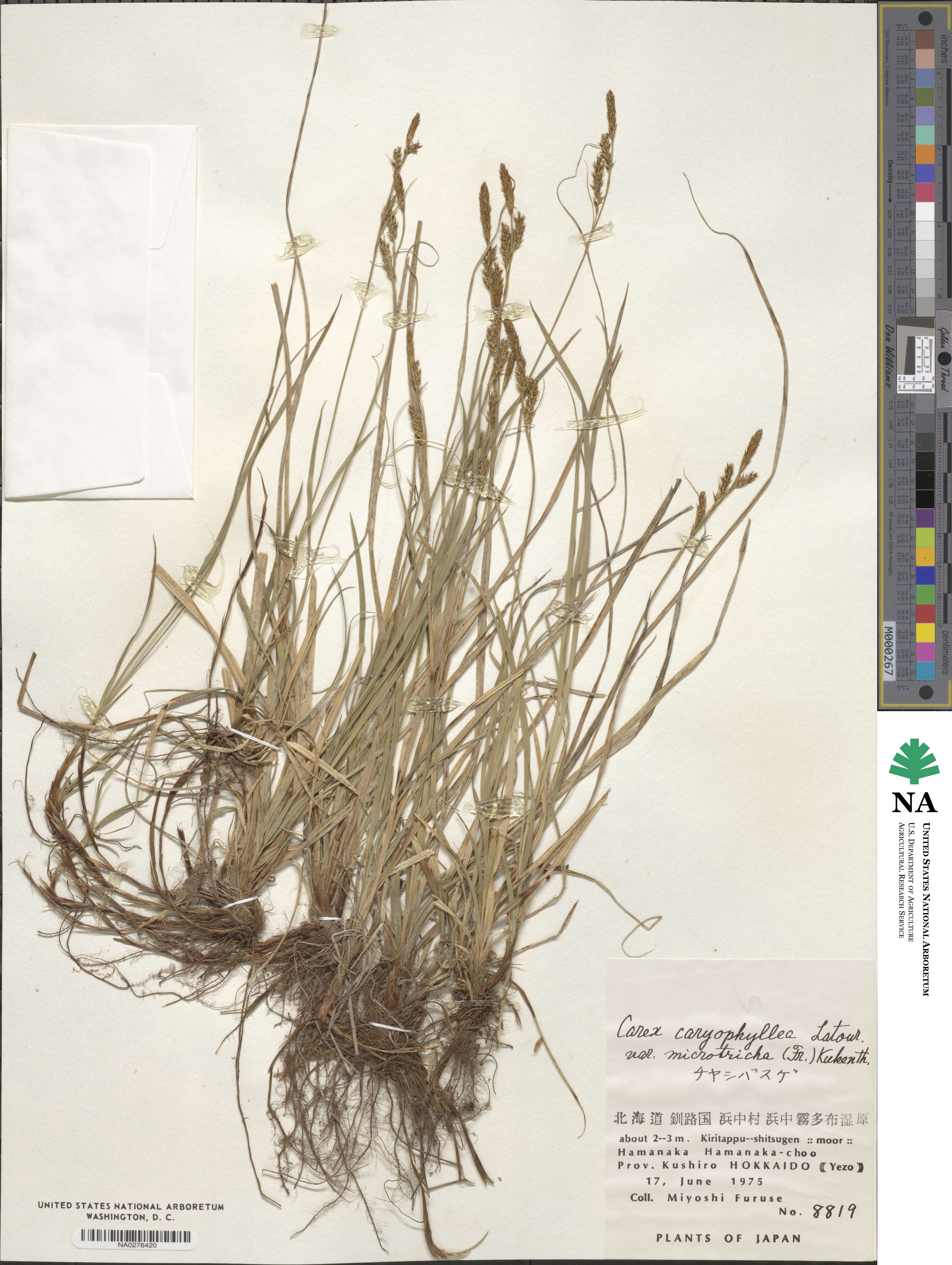 Carex caryophyllea var. microtricha image