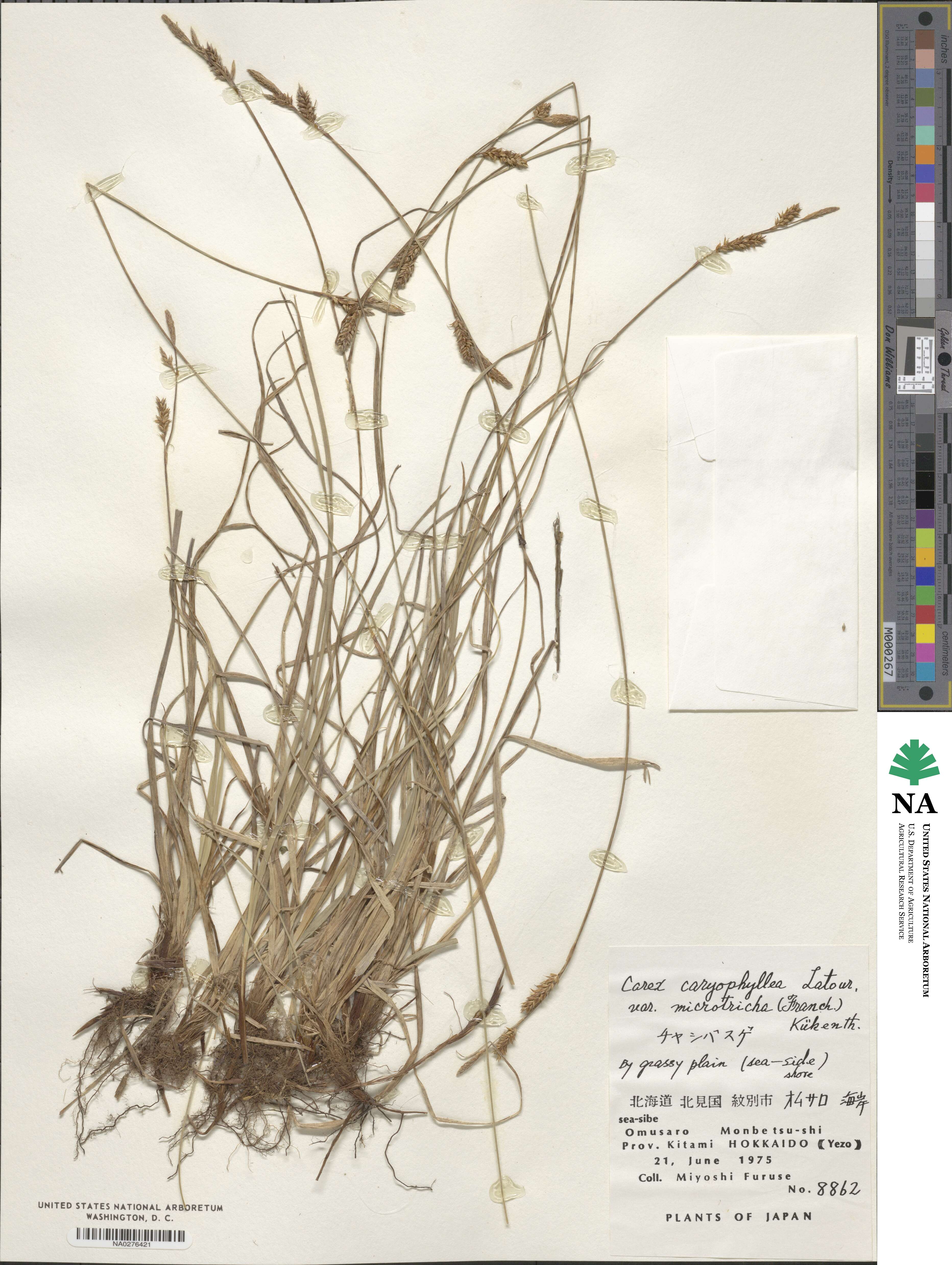 Carex caryophyllea var. microtricha image