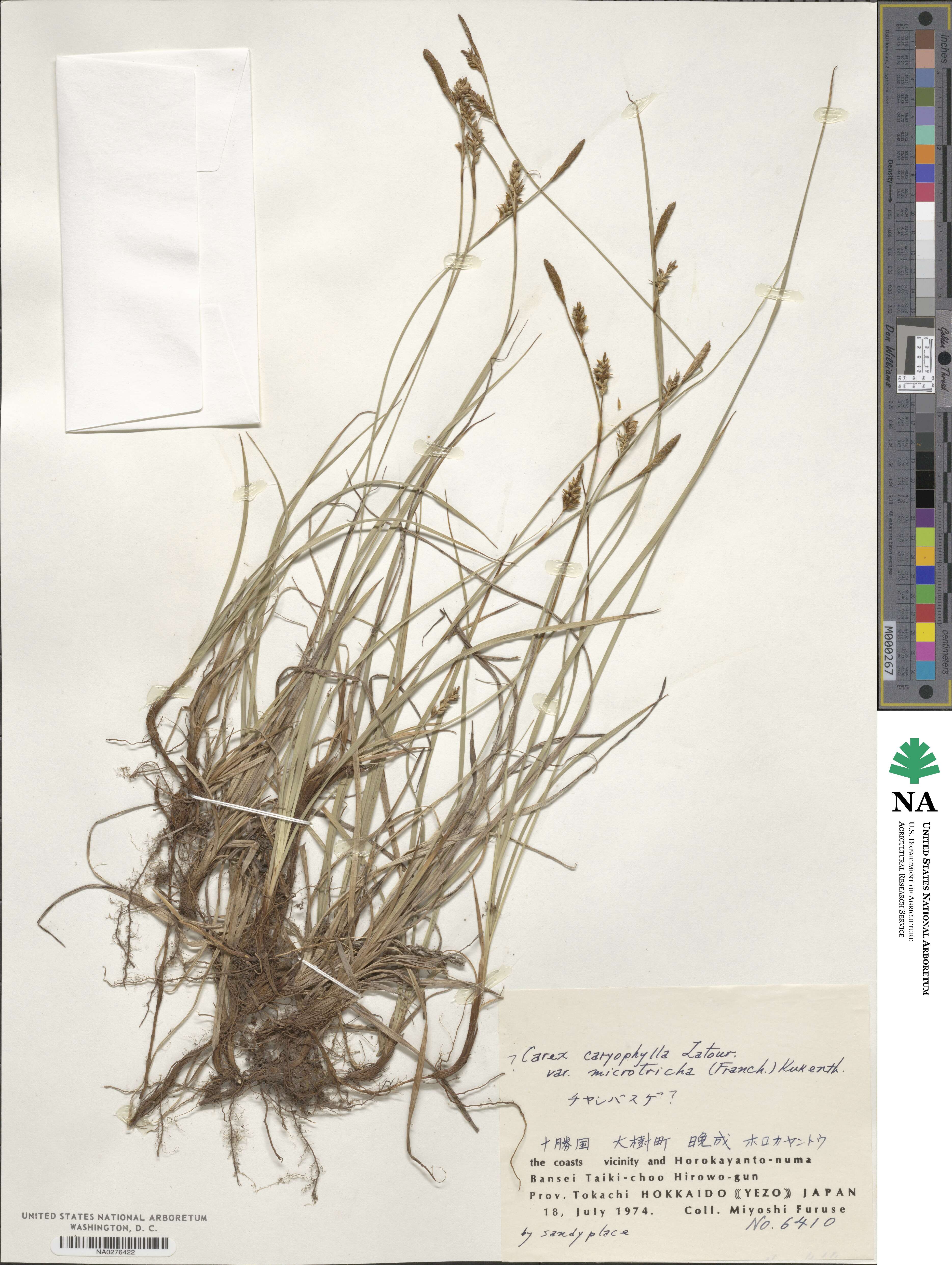 Carex caryophyllea var. microtricha image