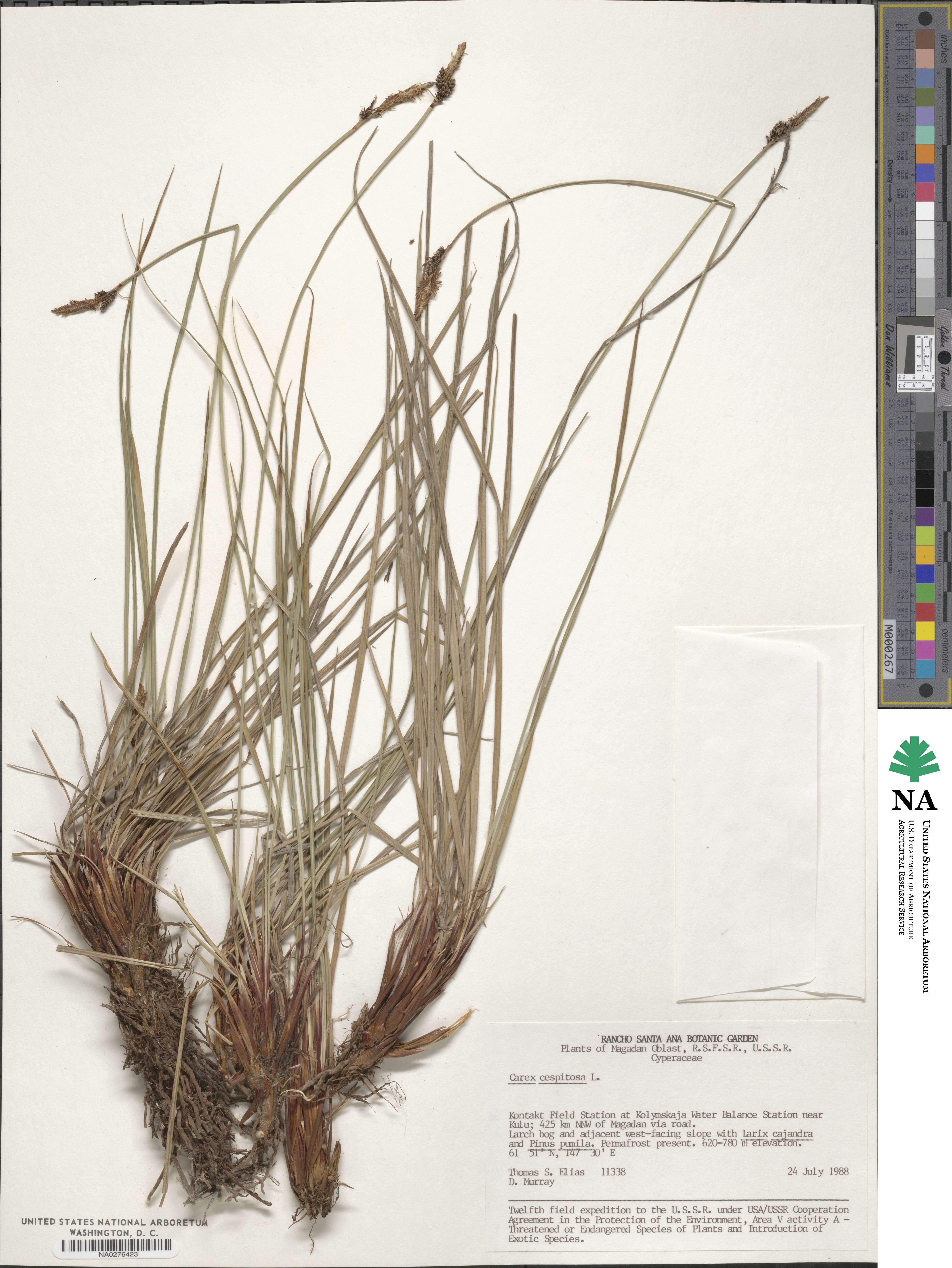 Carex cespitosa image
