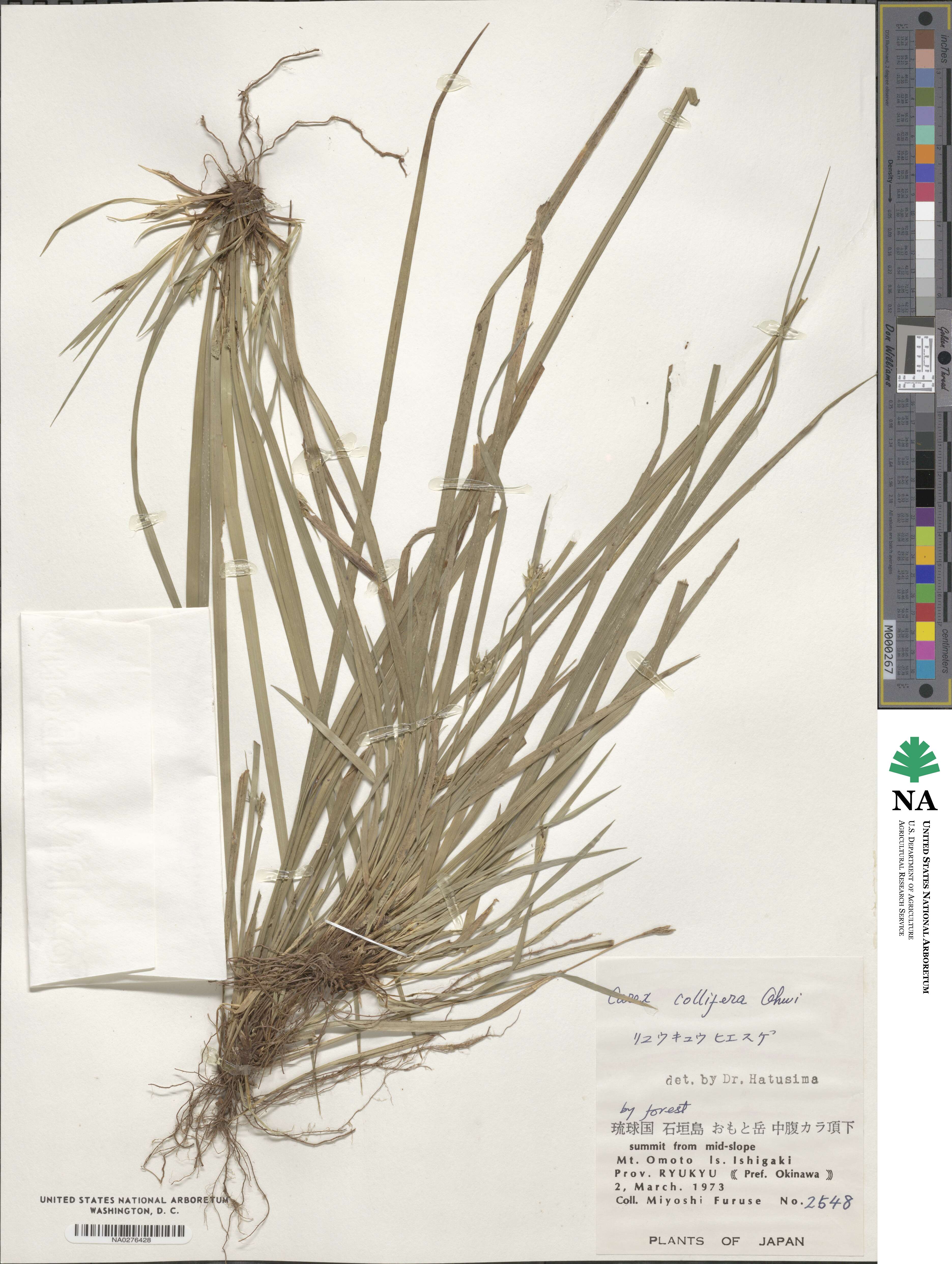 Carex canina subsp. collifera image