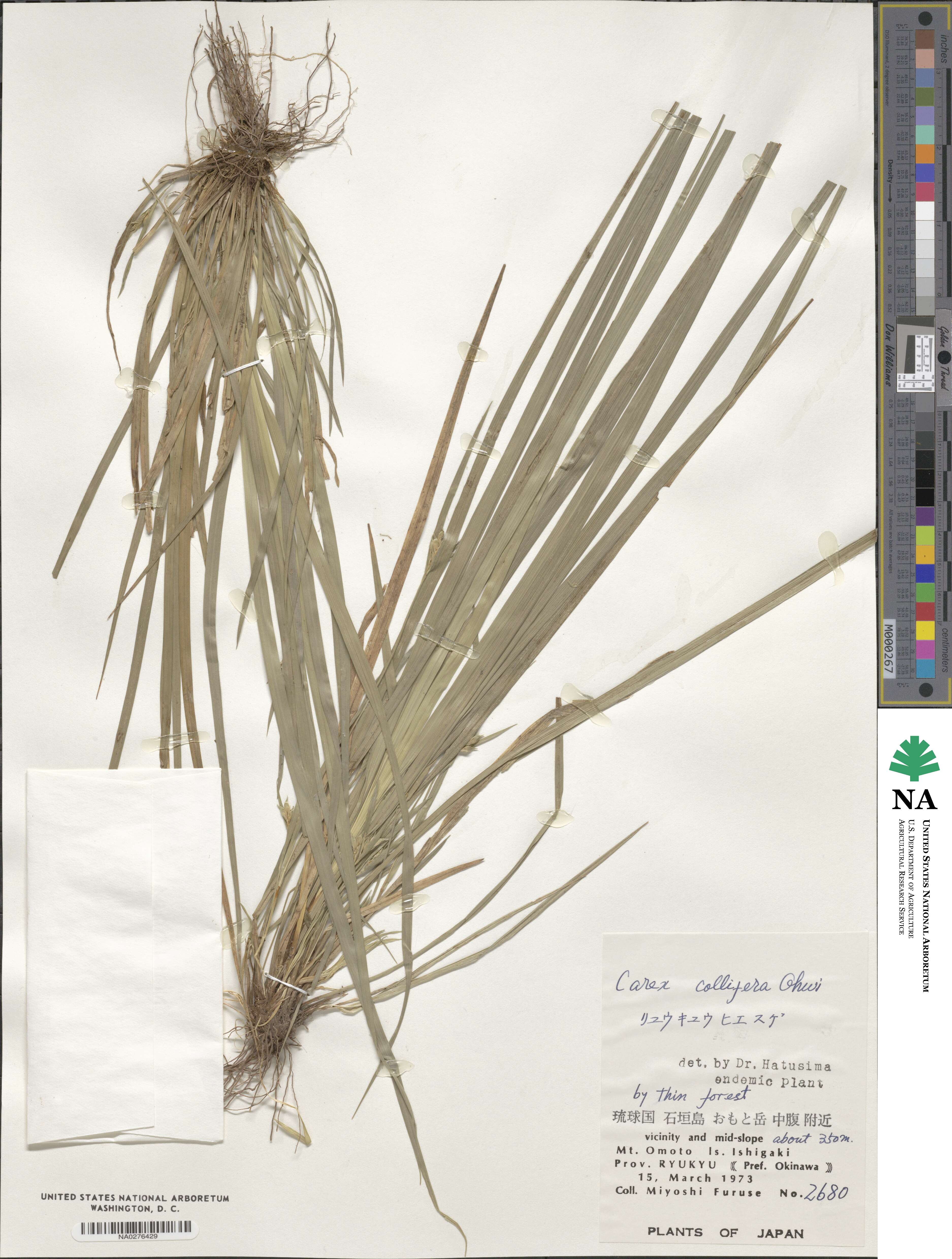 Carex canina subsp. collifera image