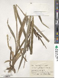 Carex olivacea subsp. confertiflora image