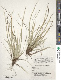 Carex conica image