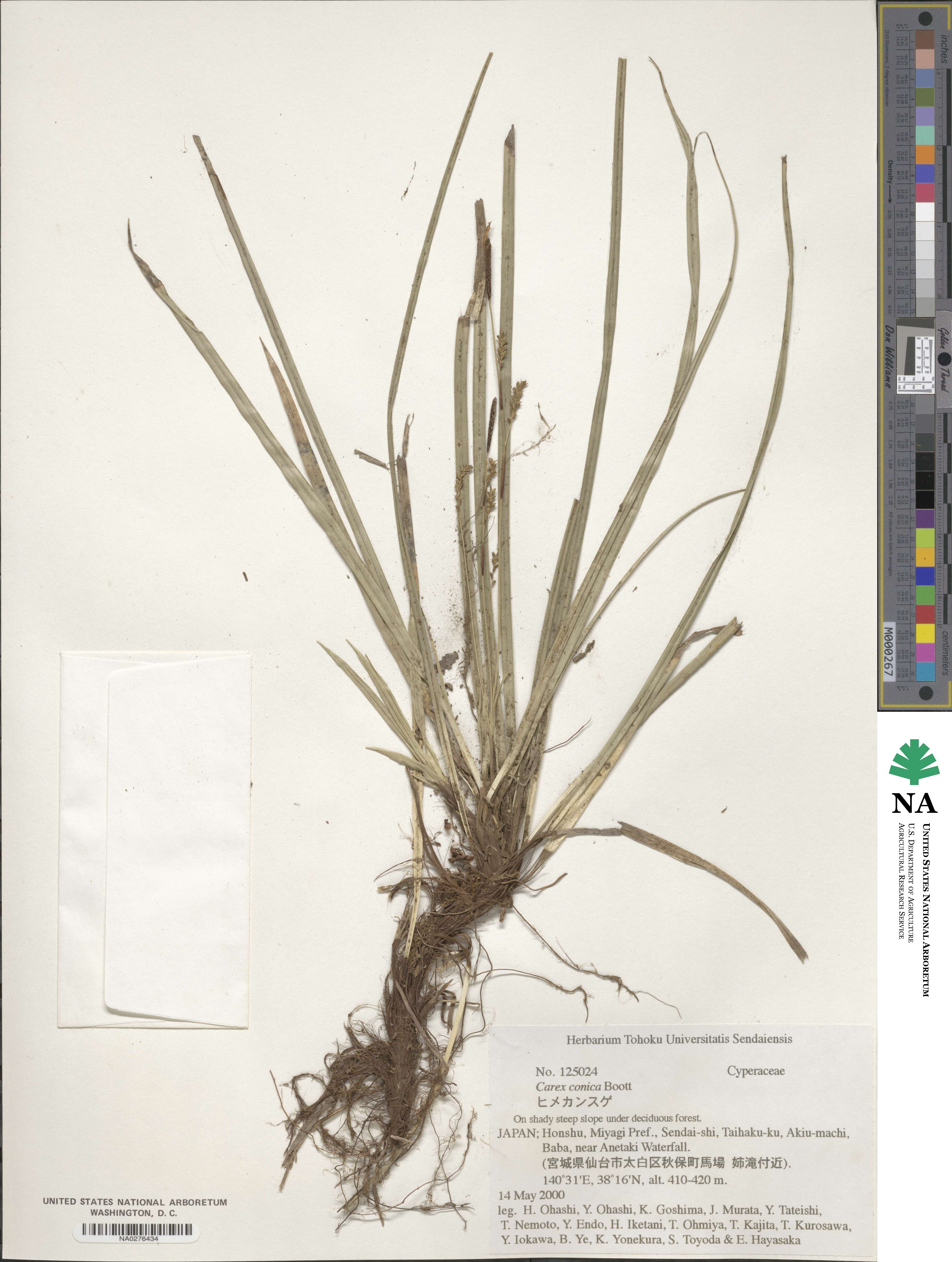 Carex conica image