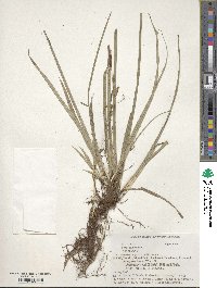 Carex conica image