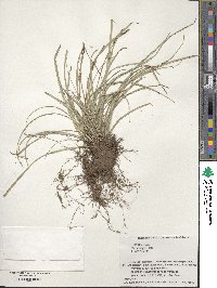 Carex conica image