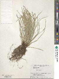 Carex conica image