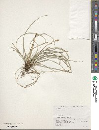 Carex conica image