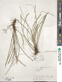 Carex conica image