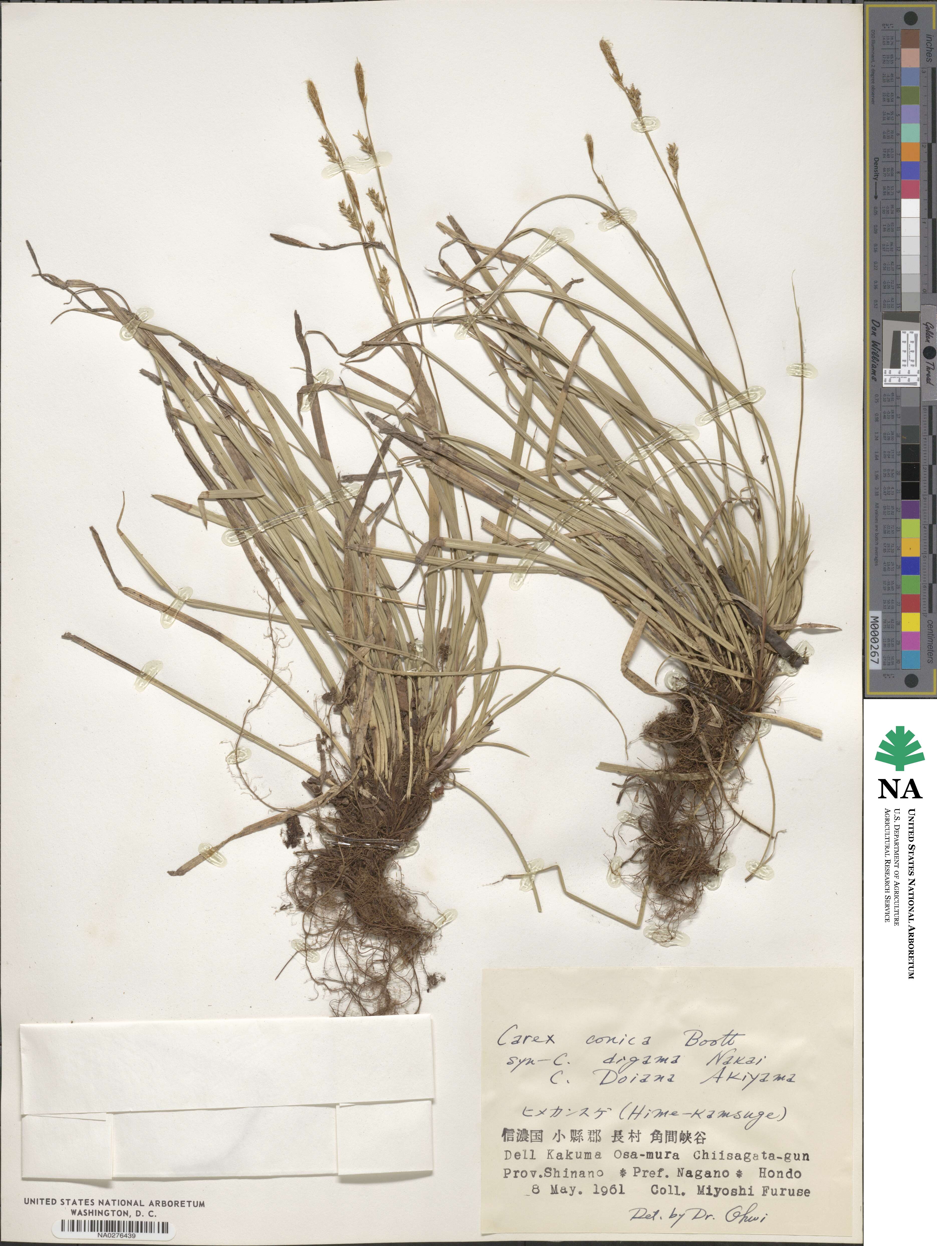 Carex conica image