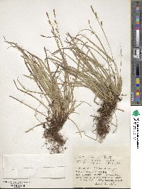 Carex conica image