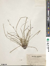 Carex conica image