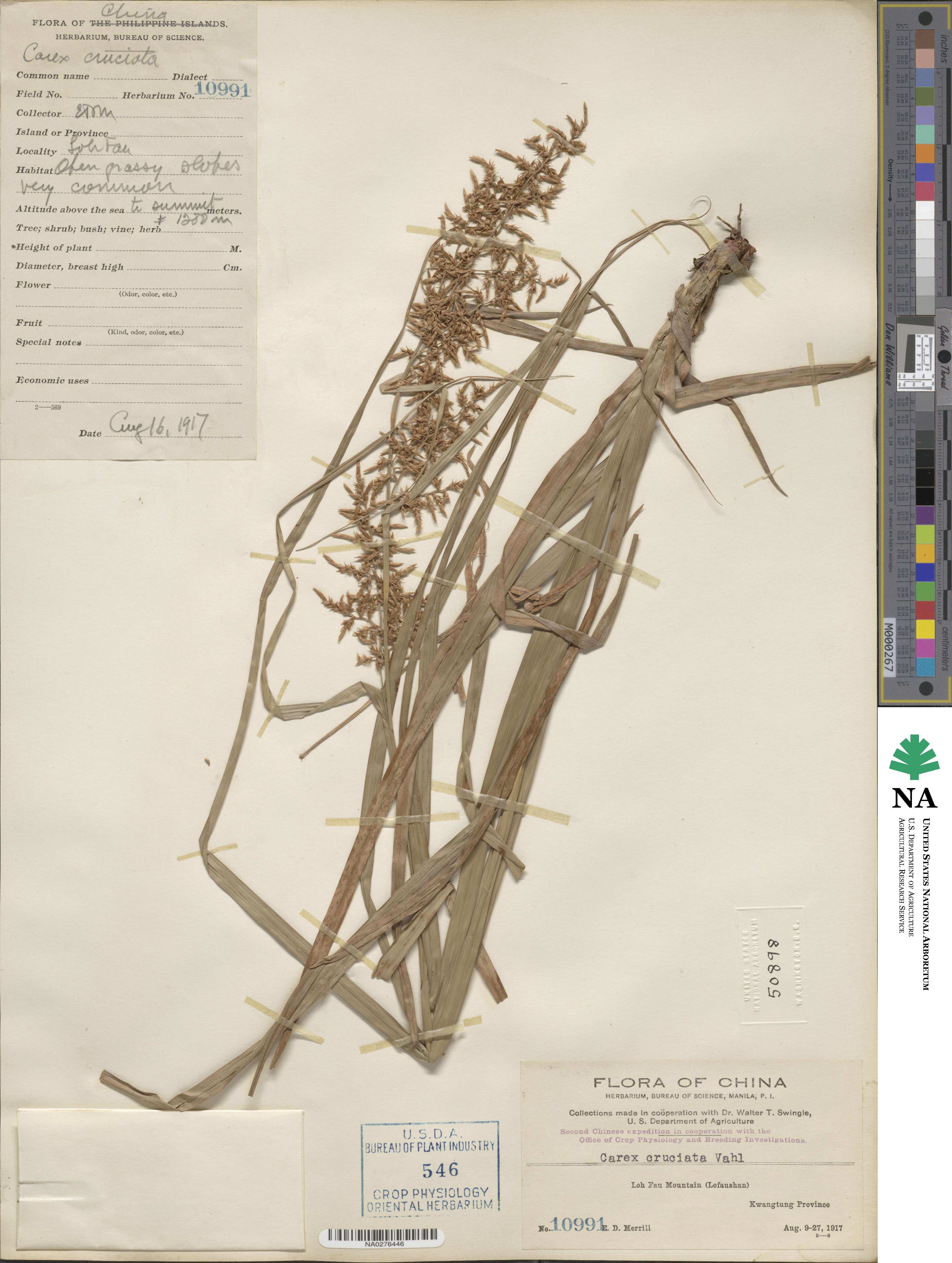 Carex cruciata image