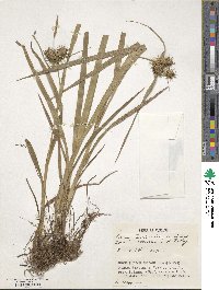 Carex dickinsii image