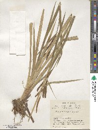 Carex dispalata image