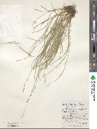 Carex disperma image