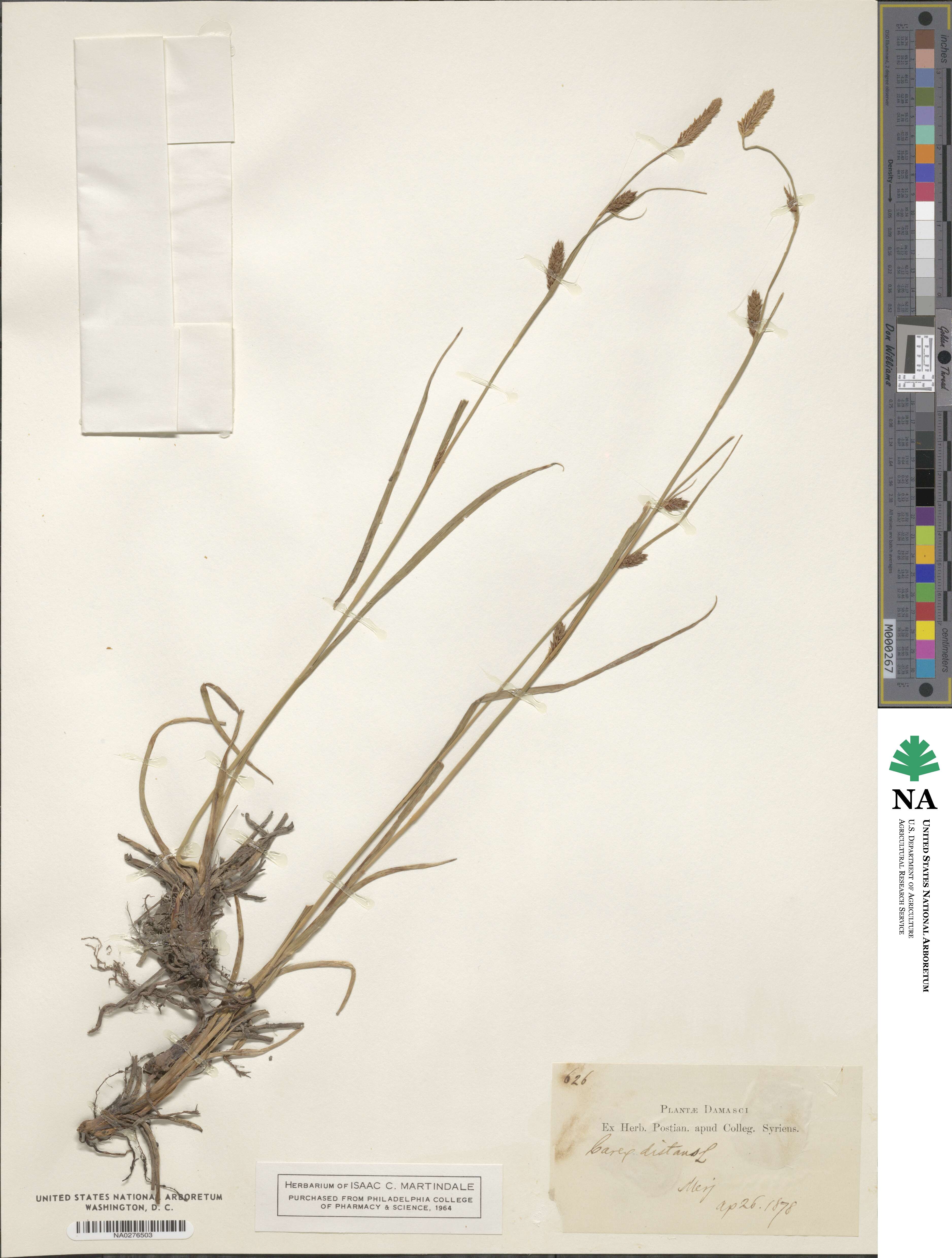 Carex distans image