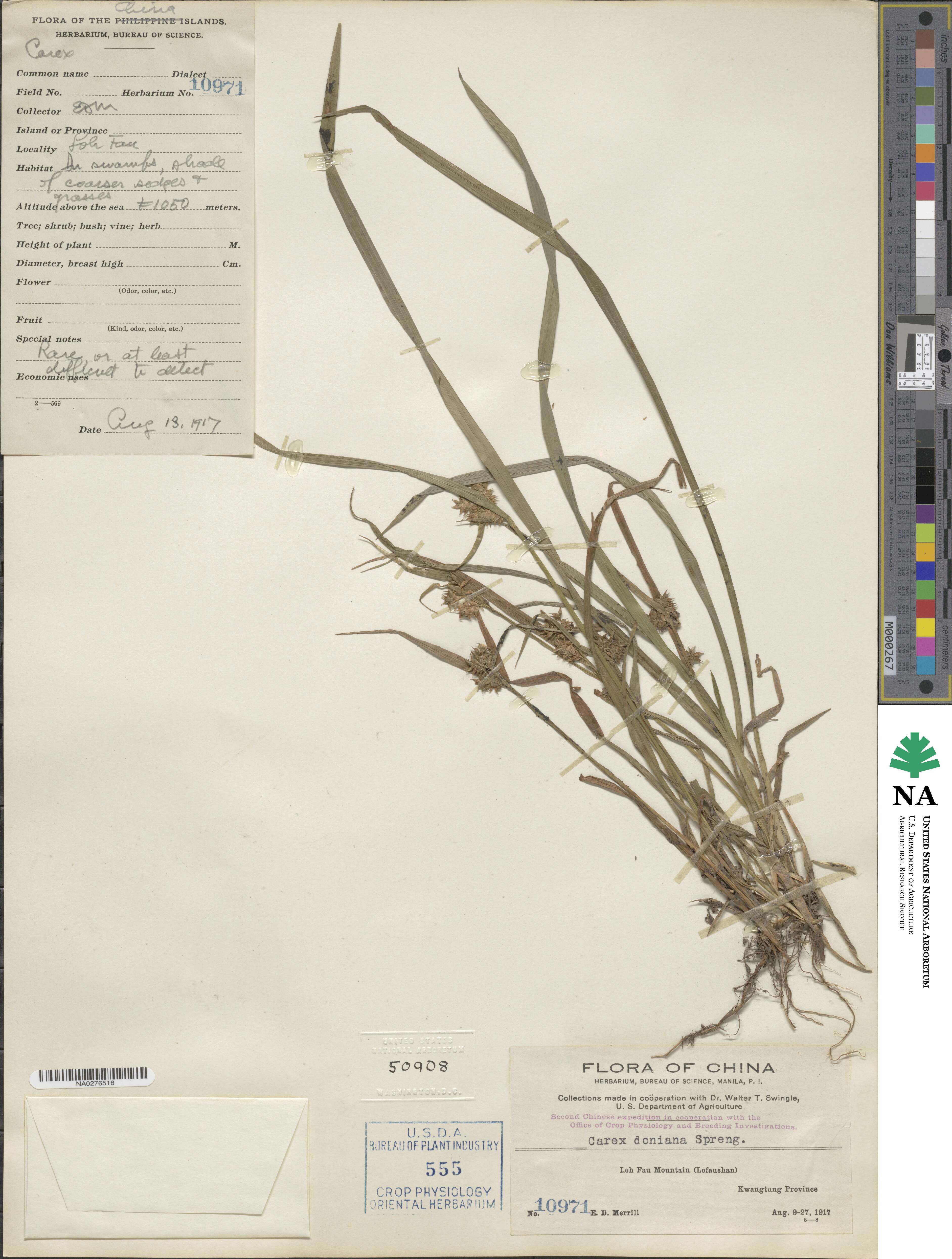 Carex doniana image