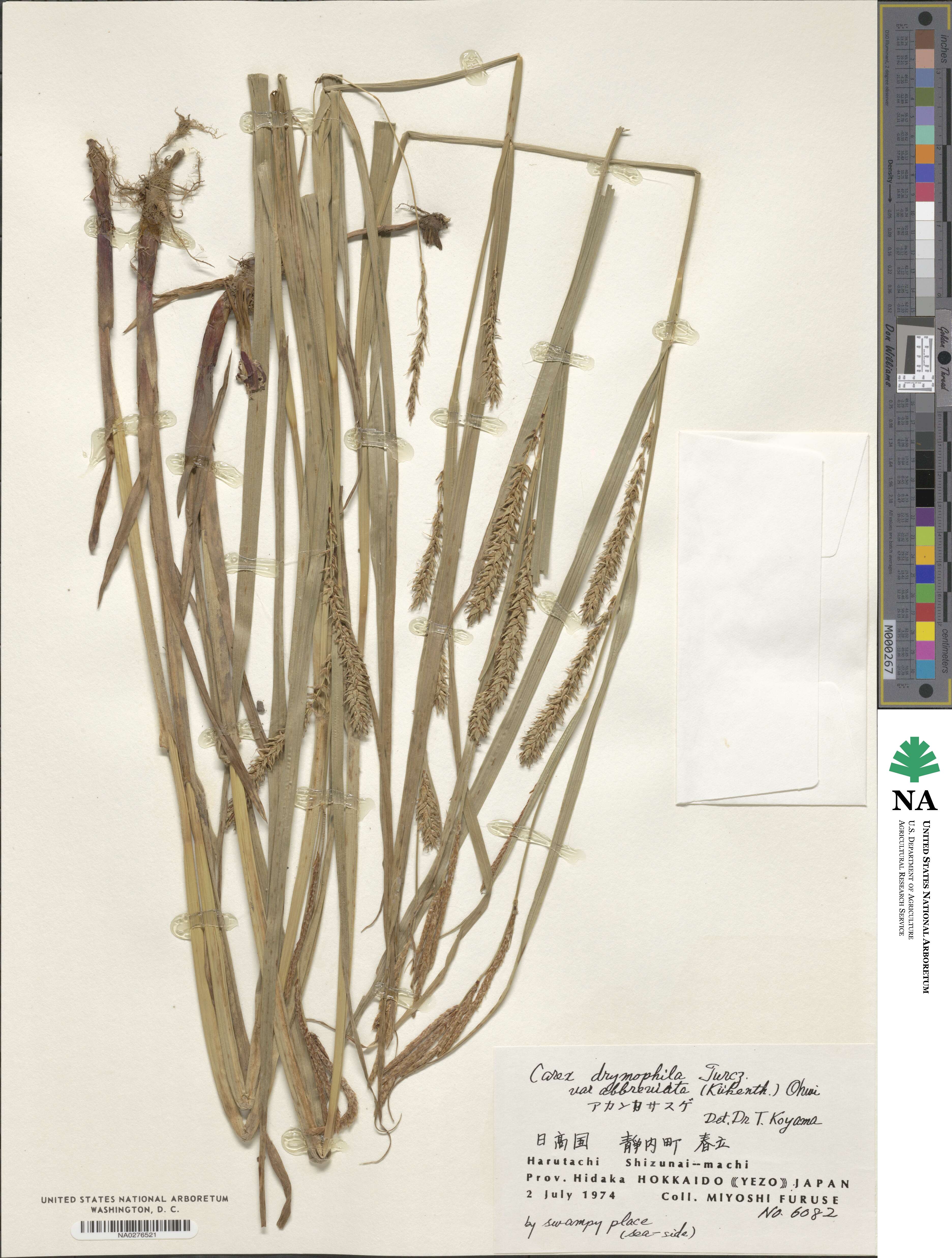 Carex sordida image