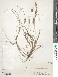 Carex fibrillosa image