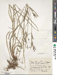 Carex miyabei image