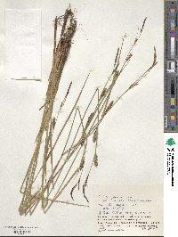 Carex miyabei image