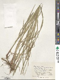 Carex miyabei image