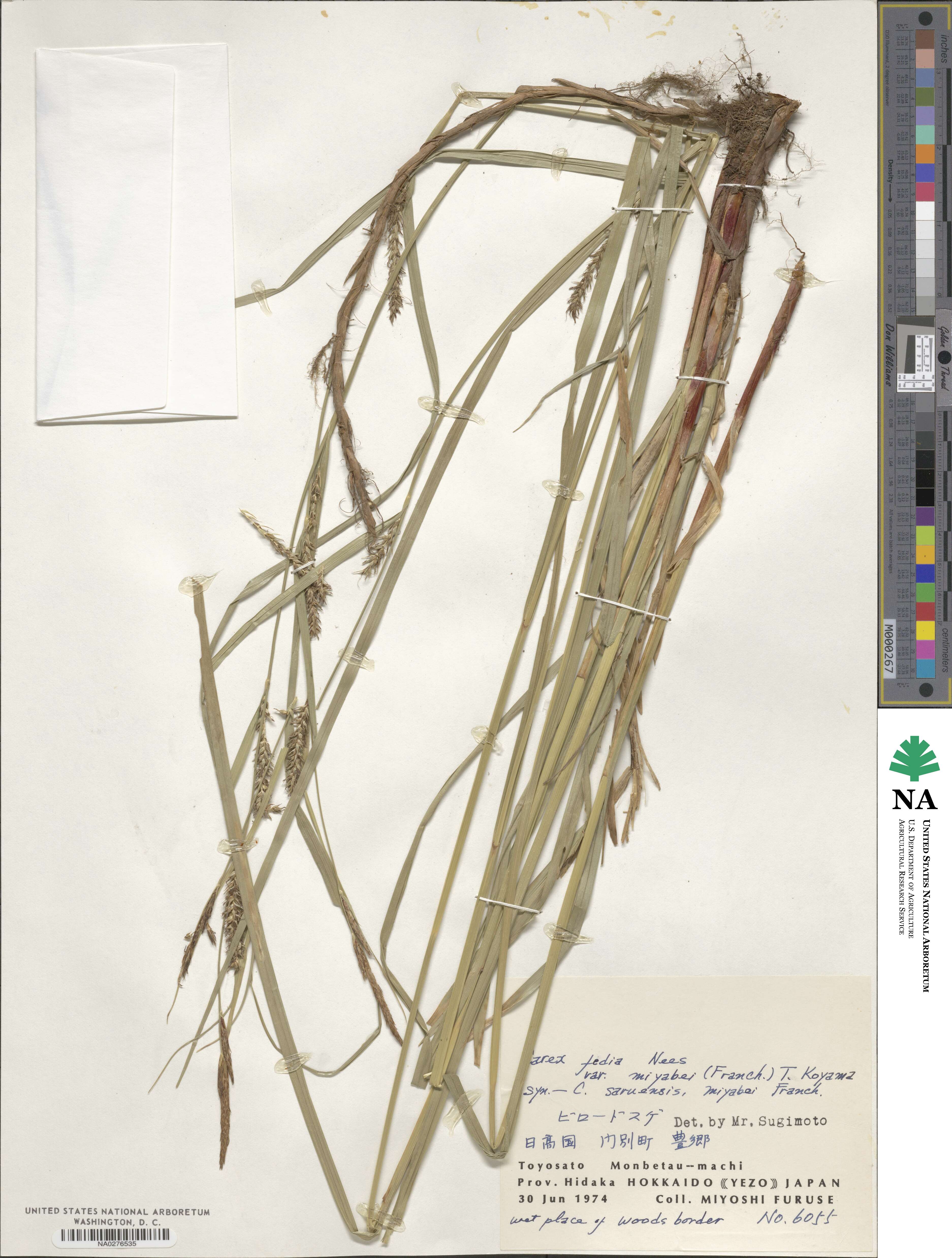 Carex miyabei image