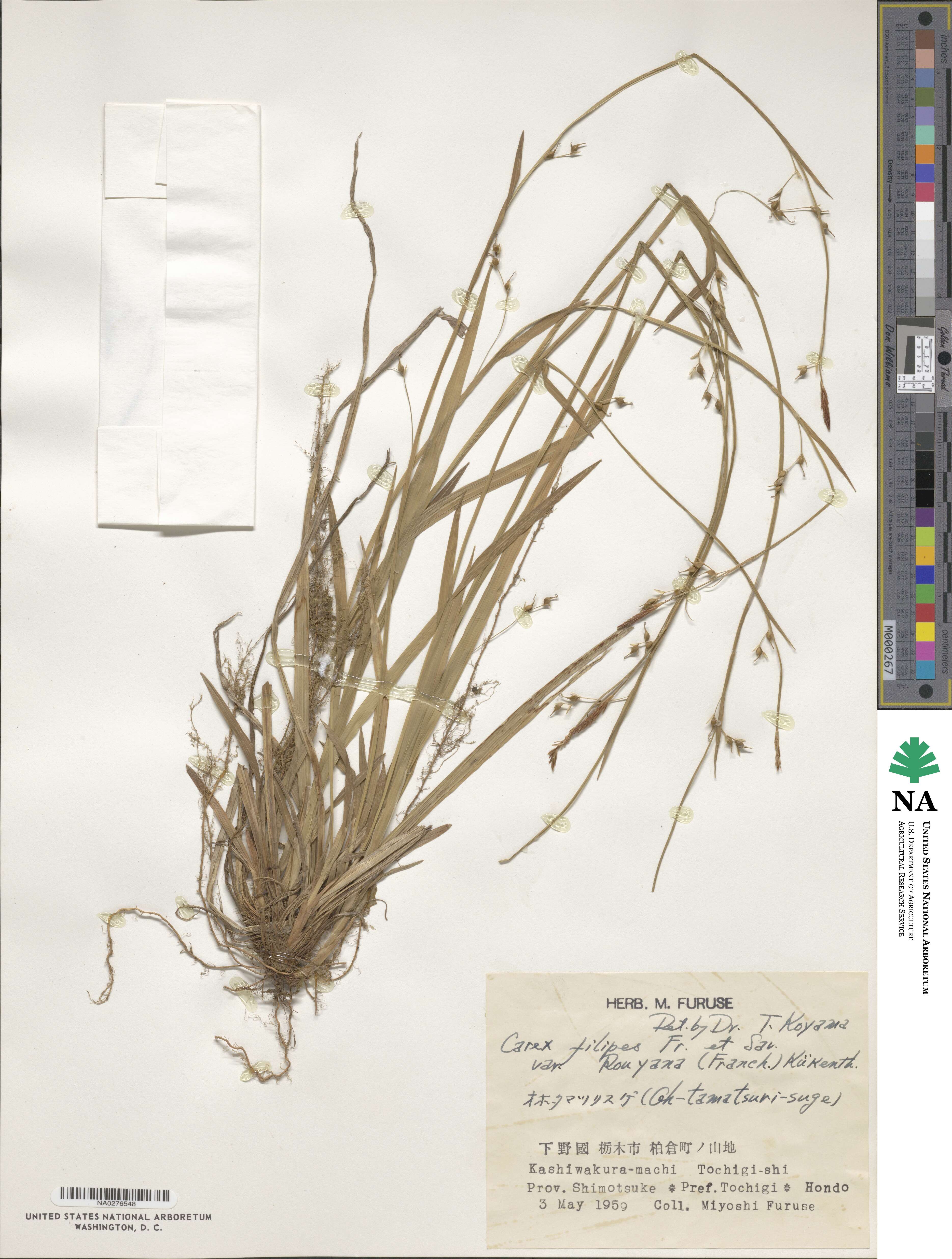 Carex filipes var. oligostachys image