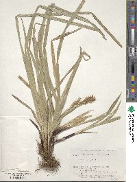 Carex foliosissima image