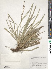 Carex foliosissima image