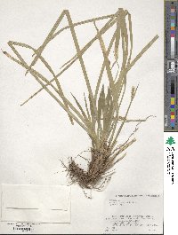 Carex foliosissima image