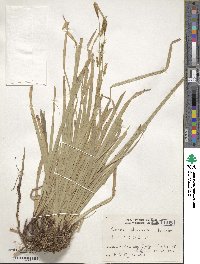 Carex foliosissima image