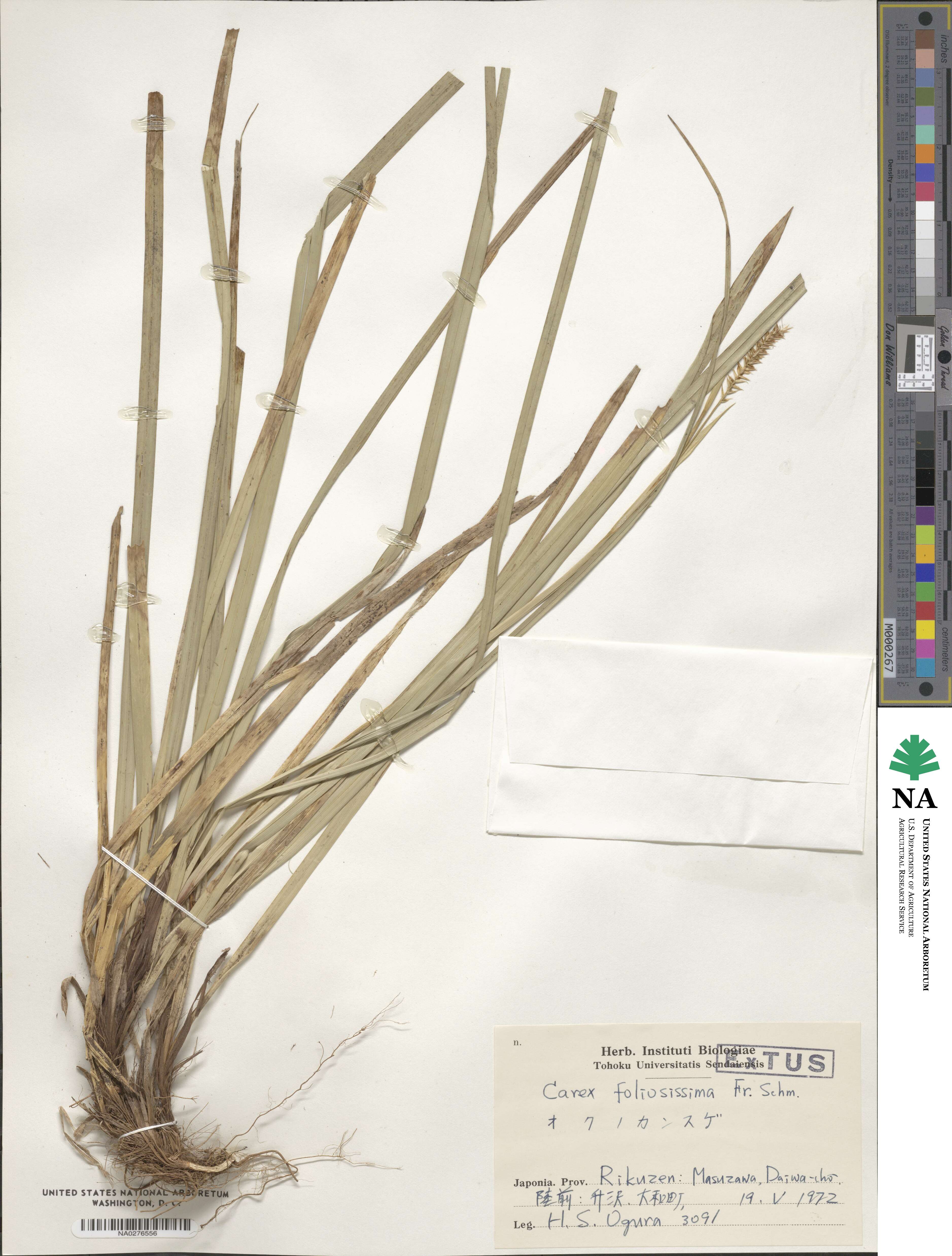 Carex foliosissima image