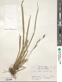 Carex foliosissima image