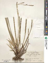 Carex foliosissima image