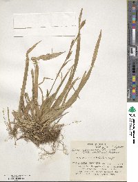 Carex foliosissima image