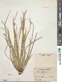 Carex foliosissima image