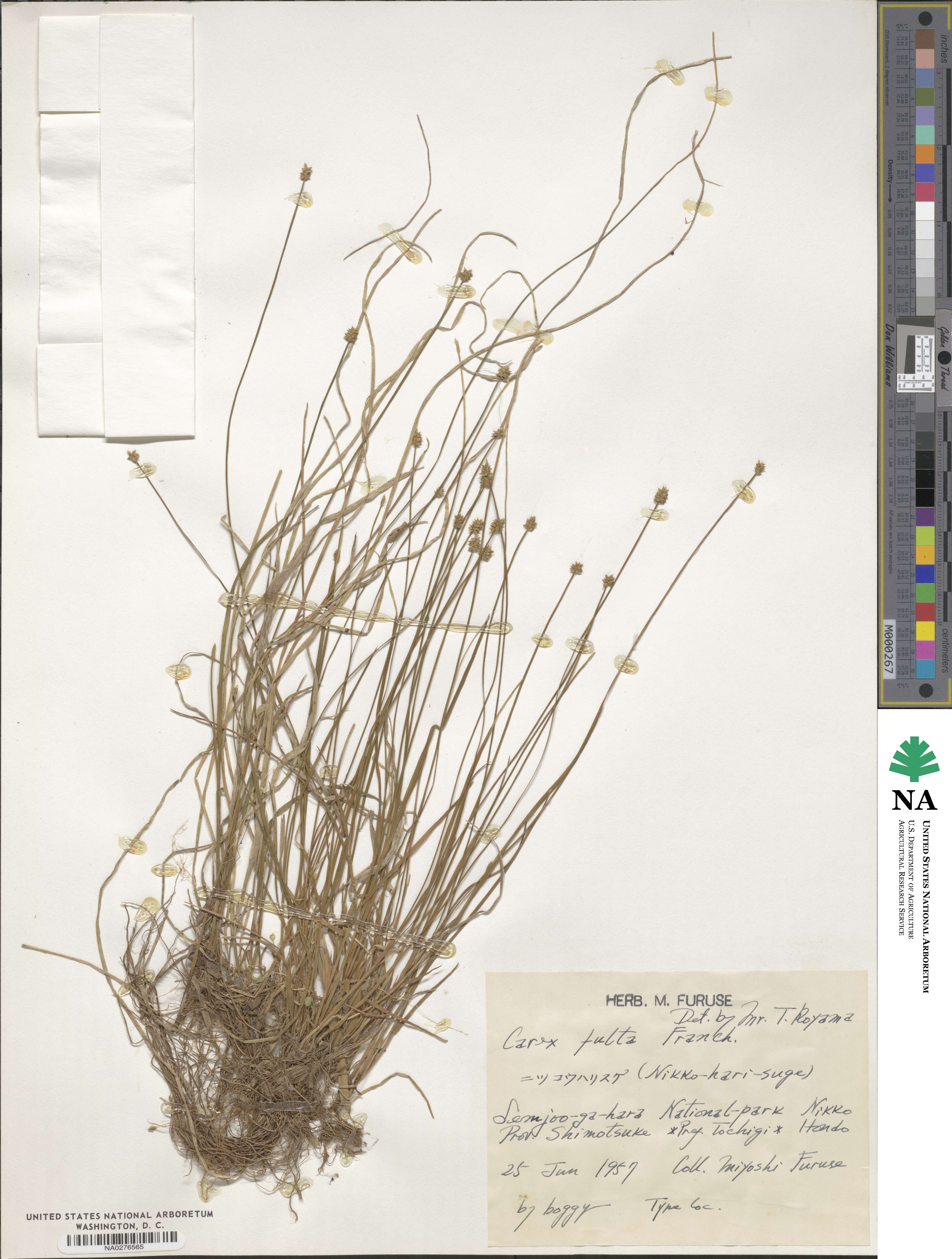 Carex fulta image