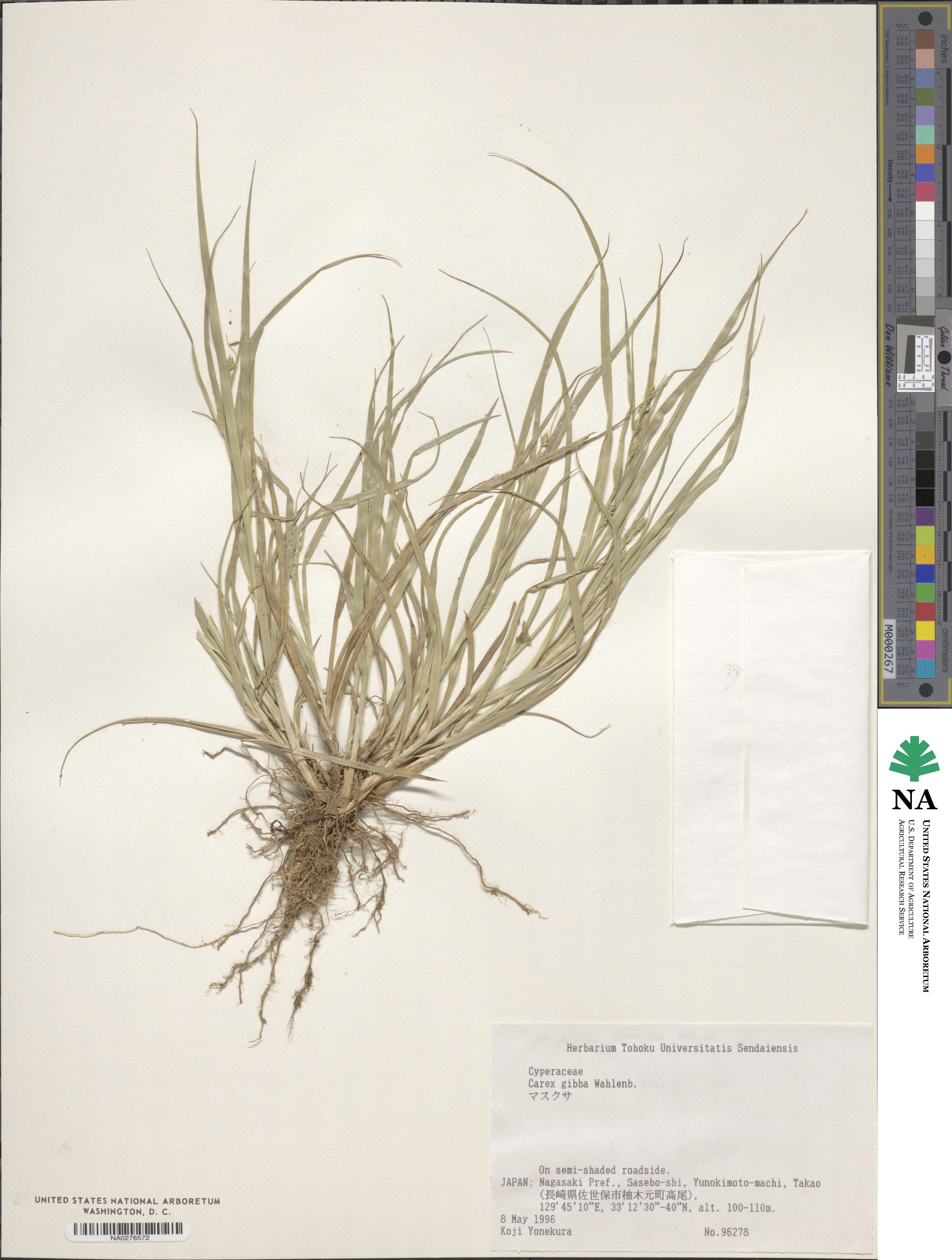 Carex gibba image